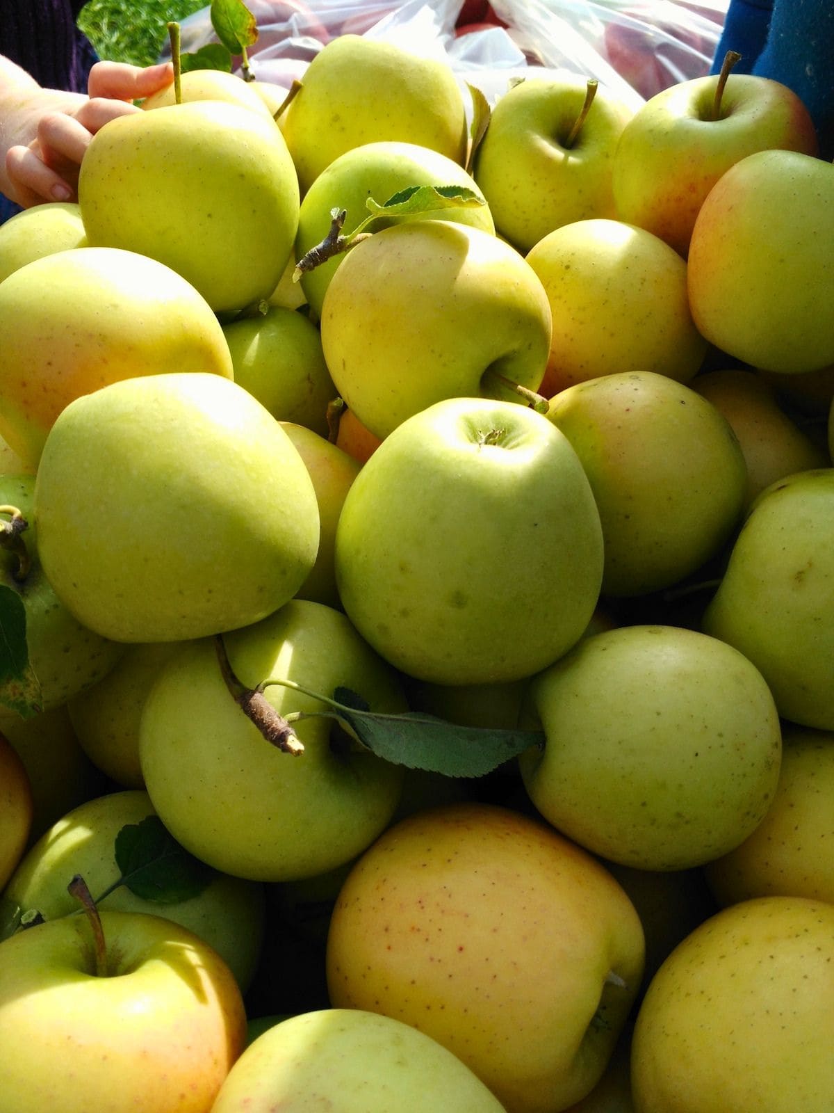 Green and yellow apples piled together after harvest for a guide on how to store apples long term.