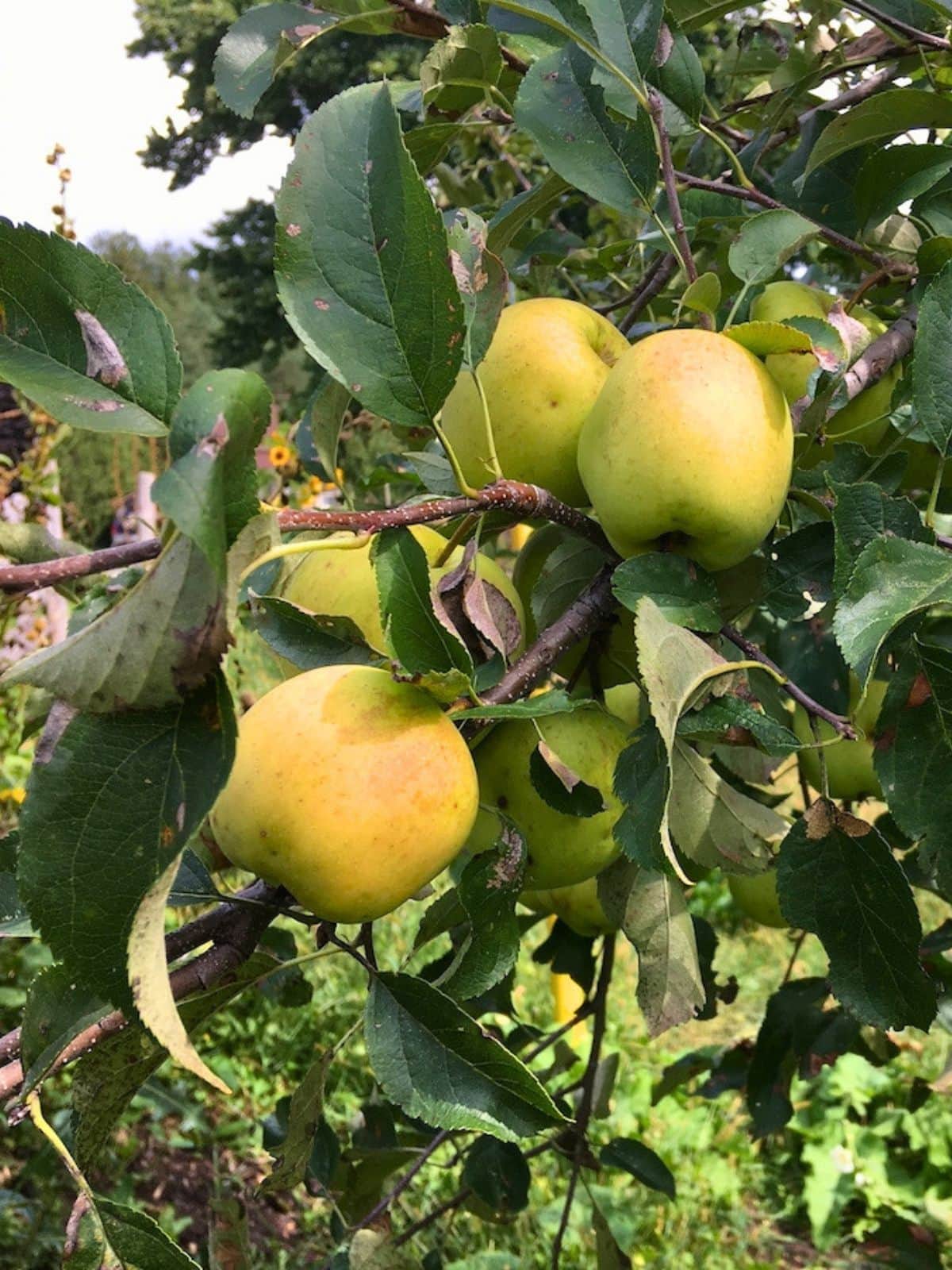 Cluster of yellow-green Golden Delicious apples growing among leafy branches on an apple tree.