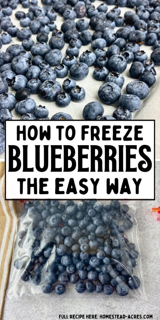 Collage image showing fresh blueberries spread out in a single layer above a clear freezer bag filled with blueberries. Text reads "HOW TO FREEZE BLUEBERRIES THE EASY WAY".