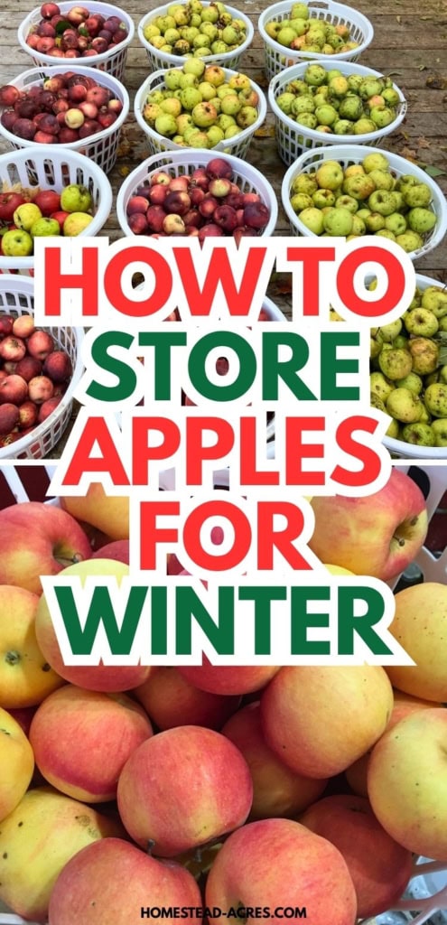 Baskets of red and green apples with a close up of red and yellow apples below. Text reads "How to store apples for winter".