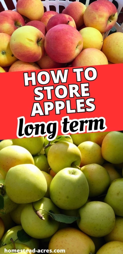 Red and yellow apples in baskets with a second photo of green apples below. Text reads "How to store apples long term".