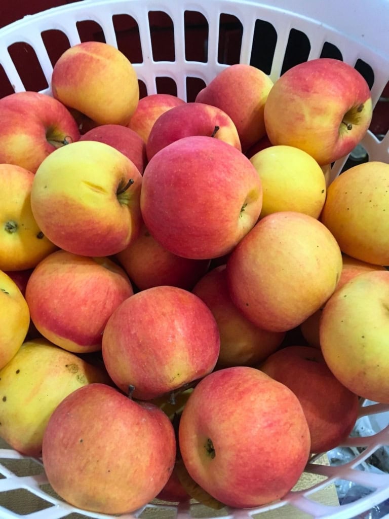 Red and yellow apples piled in a white basket after harvest for a guide on how to store apples long term.