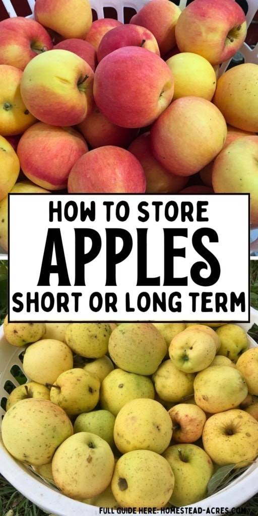 Red and yellow apples in baskets with a second photo of pale yellow apples below. Text reads "How to store apples short or long term".