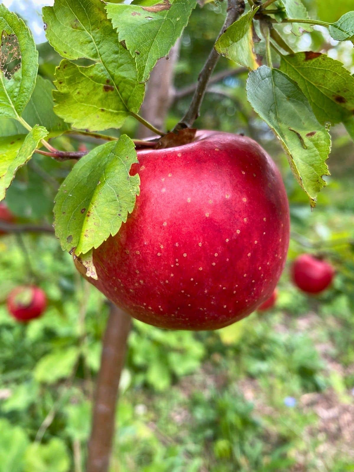 Ida Red apple growing on a tree branch with green leaves around it.