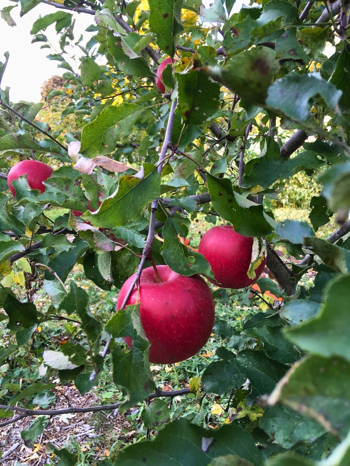 Ripe deep red Ida Red apples growing among green leaves on an apple tree.