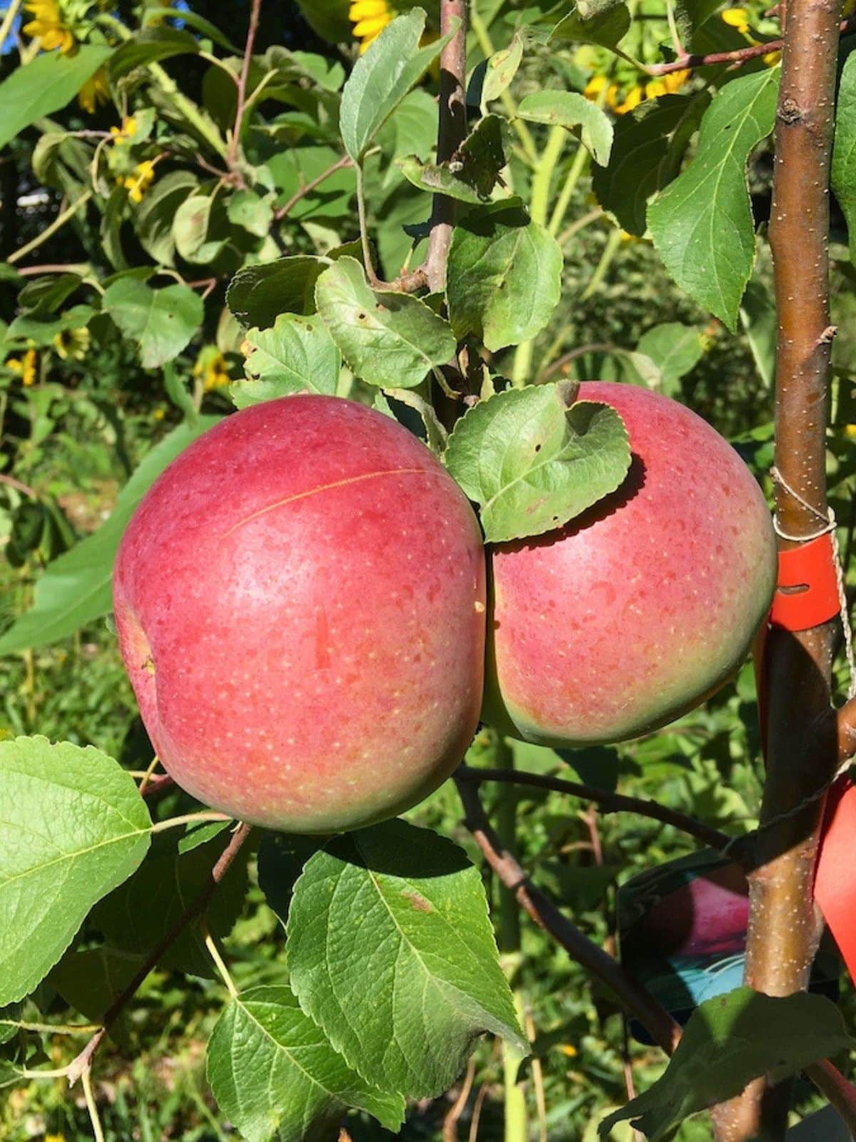 Two large red and green Liberty apples growing side by side on a leafy apple tree in bright sunlight.