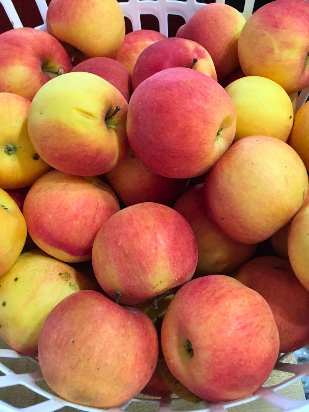 Red and yellow apples piled in a white basket after harvest for a guide on picking the best winter storage apples.