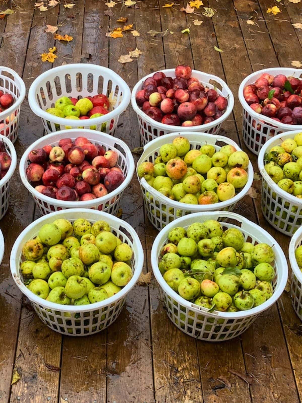 White baskets filled with red and green apples lined up on a wet wooden deck after harvest.