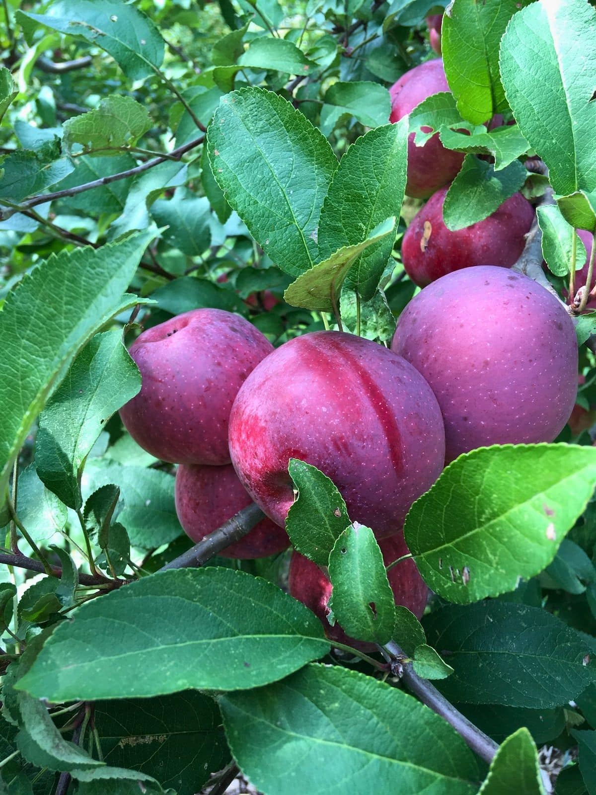 Cluster of deep red Spartan apples growing on a leafy apple tree with several ripe fruits tucked among the branches.