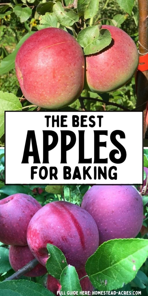 Collage image showing red and pink apples growing on leafy apple trees. Text reads "THE BEST APPLES FOR BAKING".