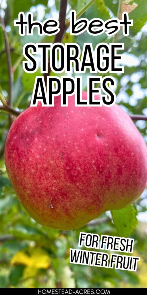 Close up of a red apple growing on a tree for a guide to choosing storage apples for fresh winter fruit. Text reads "the best storage apples" and "for fresh winter fruit".