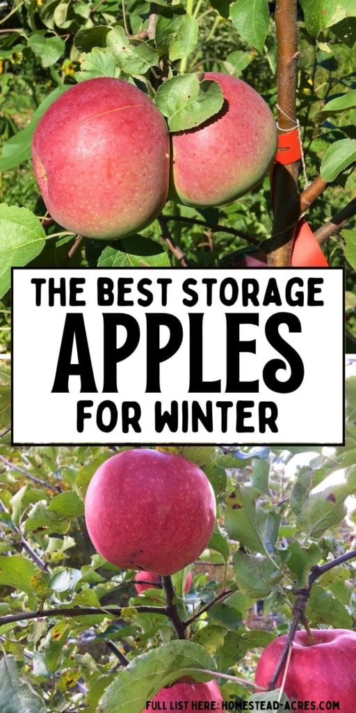 Red apples growing on tree branches for a winter storage guide. Text reads "The best storage apples for winter".