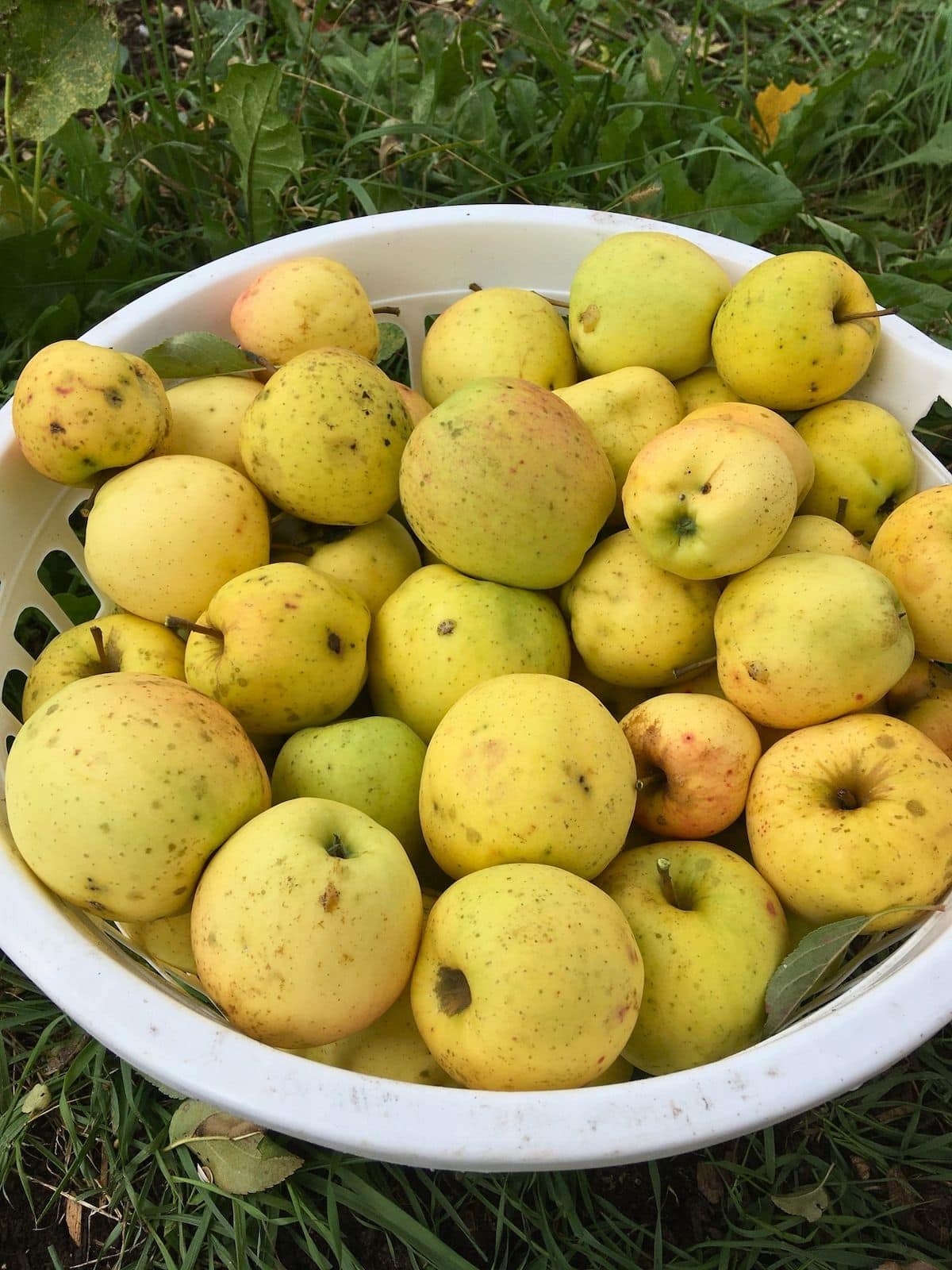 White basket filled with yellow apples sitting in the grass after harvest.