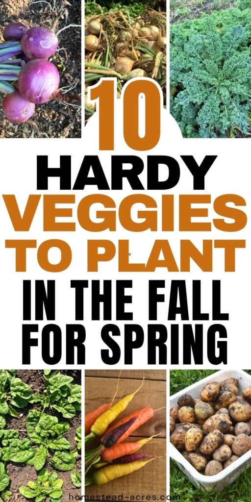 Collage of hardy vegetables for fall planting including purple onions, yellow onions, curly kale, spinach, colorful carrots, and freshly dug potatoes. Text reads "10 HARDY VEGGIES TO PLANT IN THE FALL FOR SPRING".