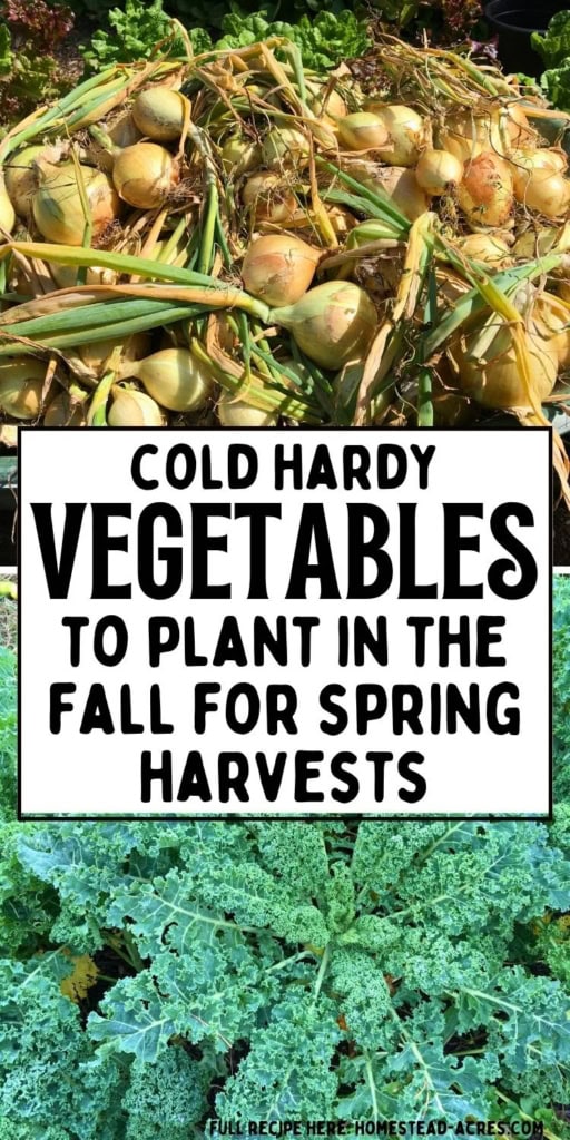 Freshly harvested yellow onions above a bed of curly green kale. Text reads "COLD HARDY VEGETABLES TO PLANT IN THE FALL FOR SPRING HARVESTS".