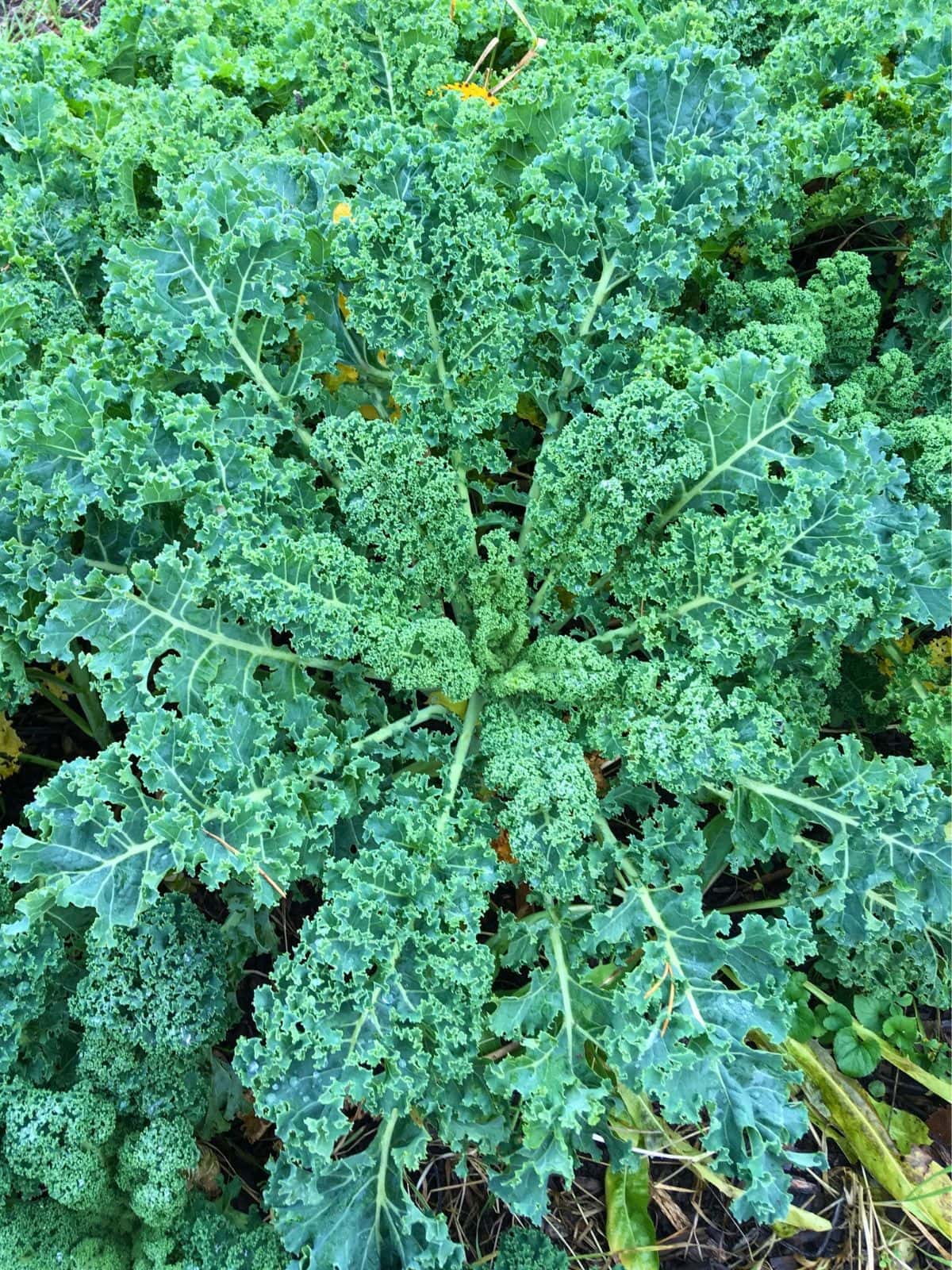 Large kale plants ready to harvest.
