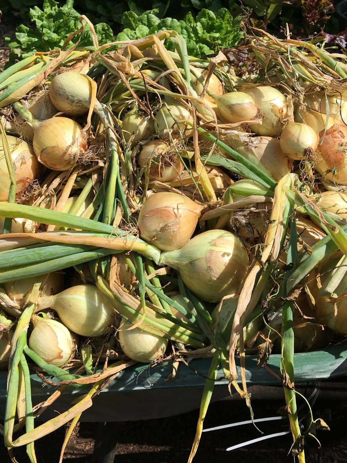 Freshly harvested onions in a wheelbarrow.