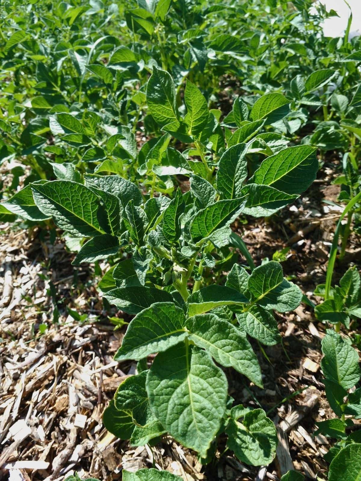 Potato plants growing in the garden with wood chip mulch.