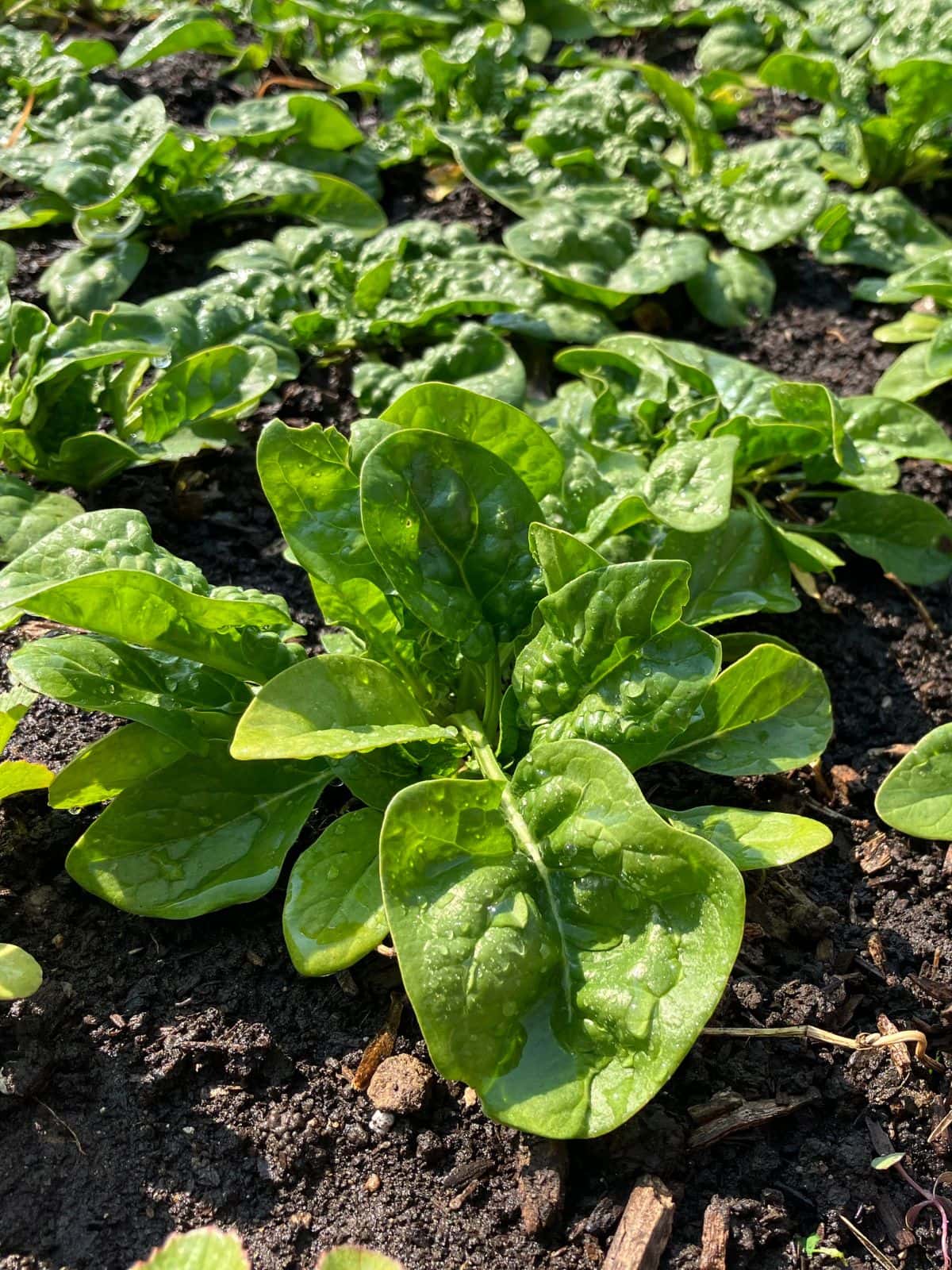 Spinach growing in the garden.