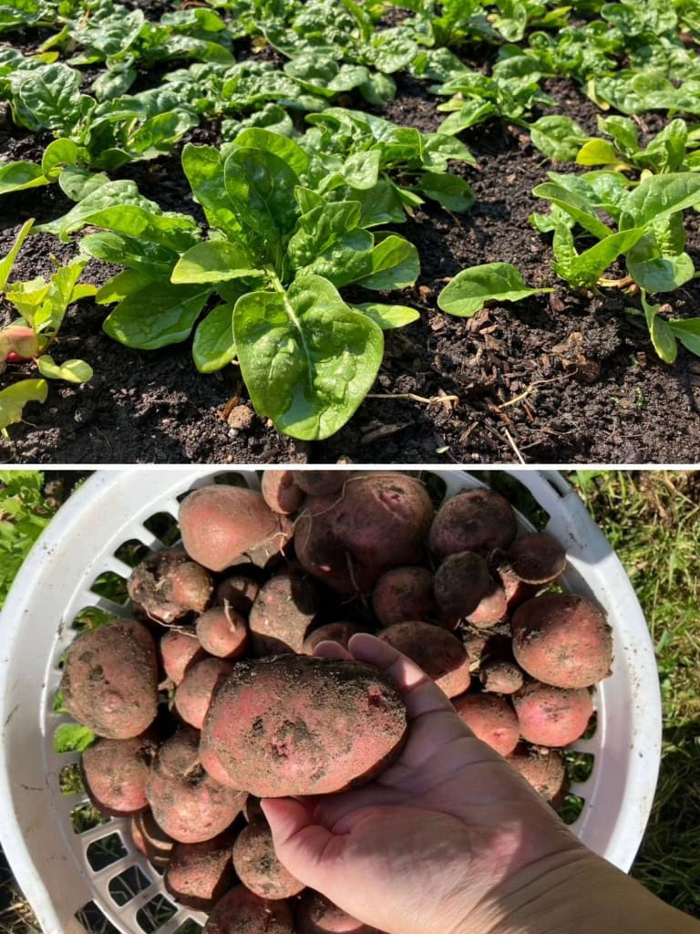 Collage showing rows of leafy green spinach growing in garden soil and a basket of freshly dug red potatoes with one potato held above the harvest. These are examples of vegetables to plant in the fall for spring harvest.