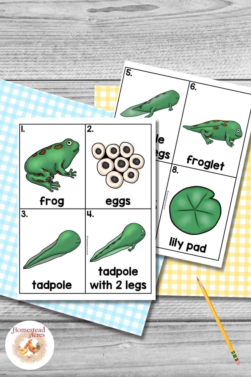 Color frog life cycle word cards before cutting them apart with pictures and labels for frog, eggs, tadpole, tadpole with 2 legs, tadpole with 4 legs, froglet, pond, and lily pad. The cards are arranged on blue and yellow gingham paper with a pencil.