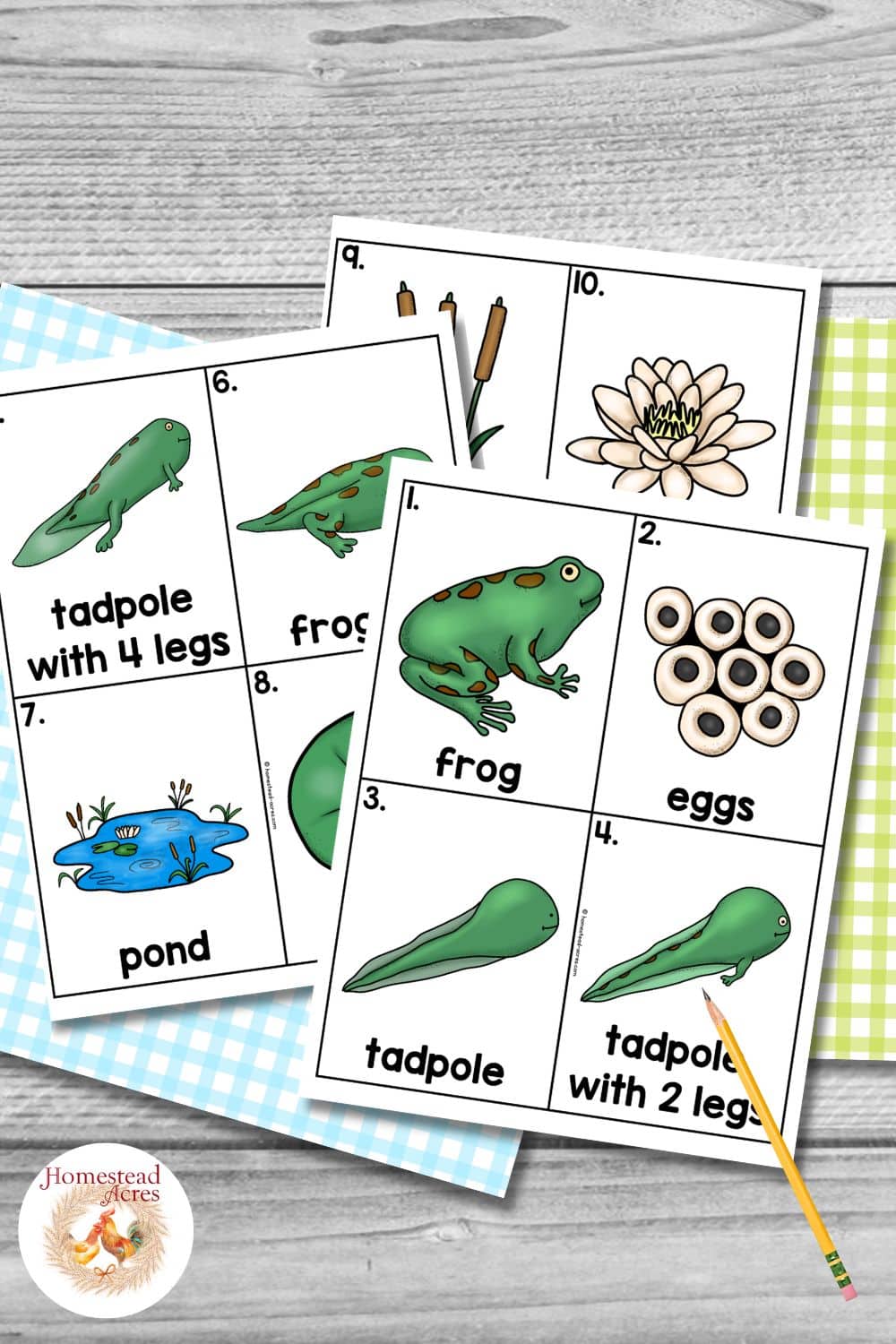 Color frog life cycle word cards before cutting them apart with pictures and labels for frog, eggs, tadpole, tadpole with 2 legs, tadpole with 4 legs, froglet, pond, cattails, and water lily. The cards are arranged with a pencil and blue and yellow gingham paper.