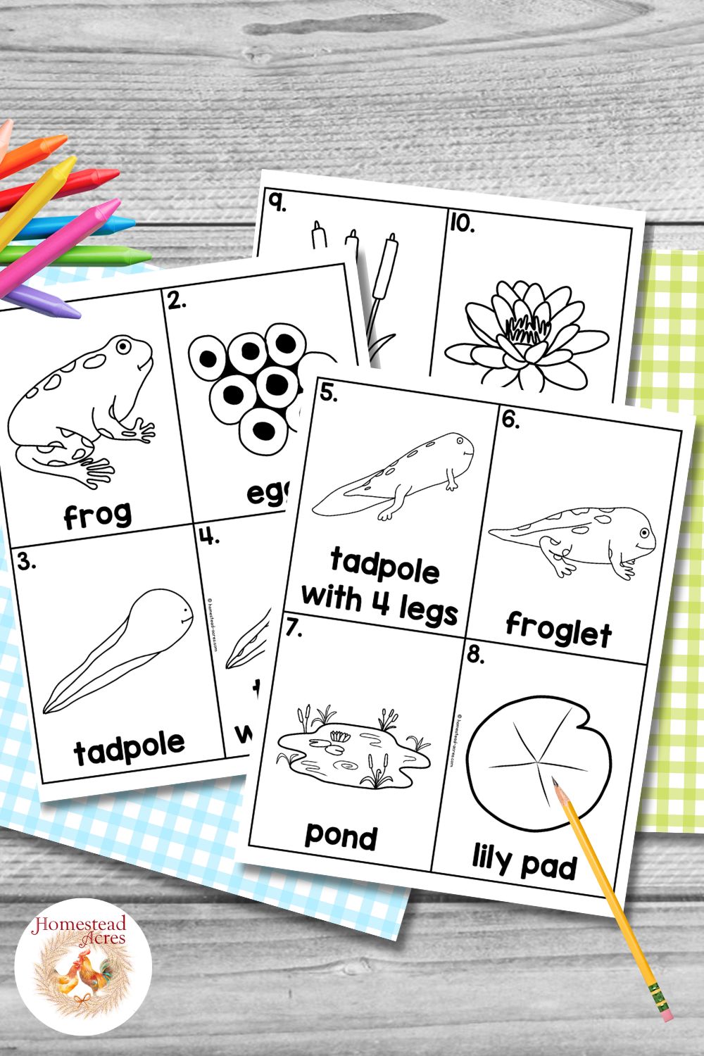 Black and white frog life cycle word cards before cutting them apart with drawings labeled "frog". "eggs". "tadpole". "tadpole with 4 legs". "froglet". "pond". and "lily pad". Additional cards show cattails and a water lily for the printable write the room activity.