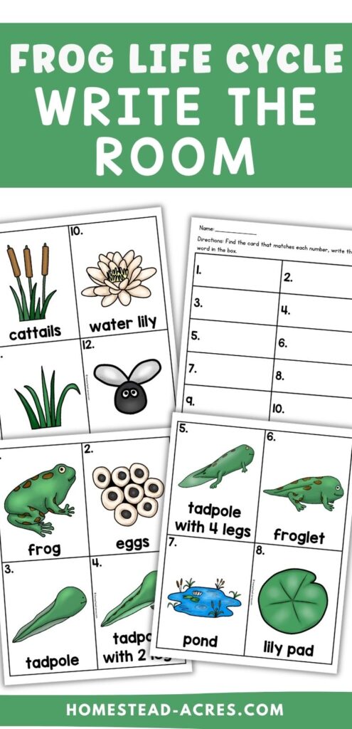 Frog life cycle write the room printable with recording sheets and vocabulary cards for frog, eggs, tadpole, tadpole with 2 legs, tadpole with 4 legs, froglet, pond, lily pad, cattails, water lily, grass, and a flying insect. Text reads "FROG LIFE CYCLE WRITE THE ROOM".