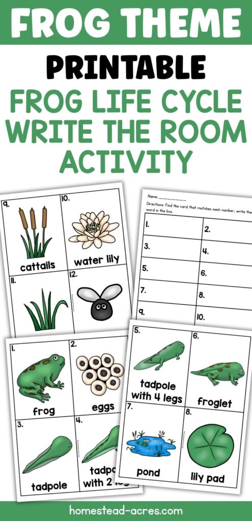 Frog themed printable frog life cycle write the room activity with recording sheets and vocabulary cards for frog, eggs, tadpole, tadpole with 2 legs, tadpole with 4 legs, froglet, pond, lily pad, cattails, water lily, grass, and a fly. Text reads "FROG THEME PRINTABLE FROG LIFE CYCLE WRITE THE ROOM ACTIVITY".