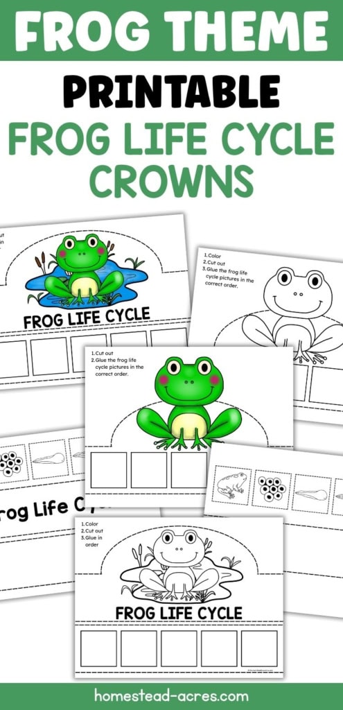 Frog themed printable frog life cycle crowns shown in color and black and white with frog illustrations and spaces for children to arrange the life cycle stages. Text reads "FROG THEME PRINTABLE FROG LIFE CYCLE CROWNS". "FROG LIFE CYCLE".