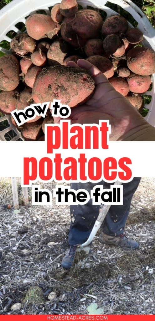 A hand holds a large soil covered red potato above a basket of potatoes while a gardener works the soil below. Title text reads "how to plant potatoes in the fall".