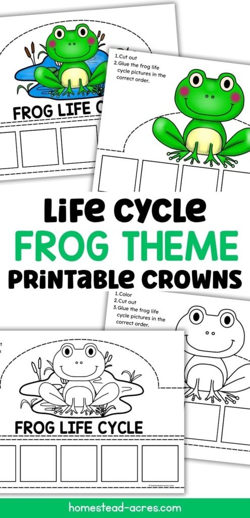 Frog life cycle themed printable crowns shown in color and black and white with frog illustrations and spaces for children to glue the life cycle stages in order. Text reads "LIFE CYCLE FROG THEME PRINTABLE CROWNS". "FROG LIFE CYCLE".