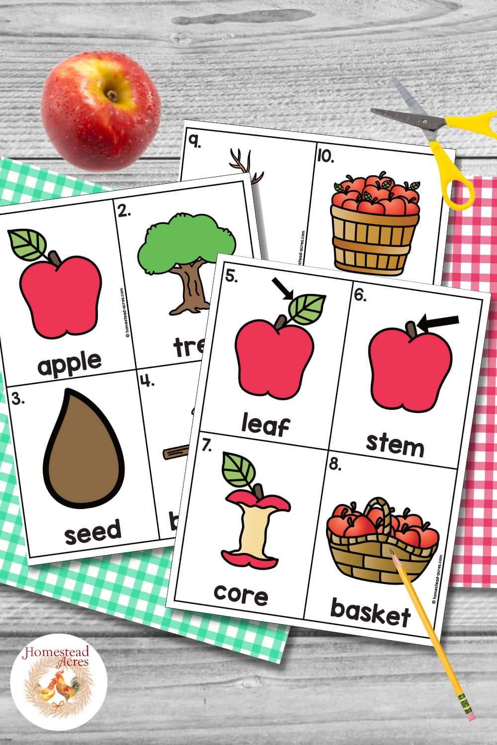 Color apple write the room vocabulary cards before cutting them apart with pictures and labels for apple, tree, seed, blossoms, leaf, stem, core, basket, sapling, and bushel. The cards are arranged with a red apple, scissors, pencil, and gingham paper.