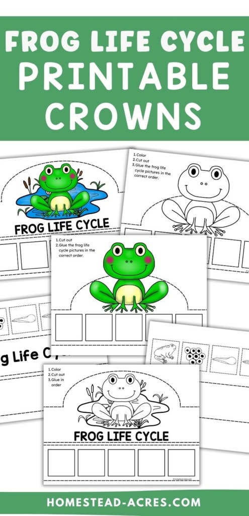 Frog life cycle printable crowns shown in color and black and white versions with frog illustrations and spaces for children to glue the life cycle stages in order. Text reads "FROG LIFE CYCLE PRINTABLE CROWNS". "FROG LIFE CYCLE".