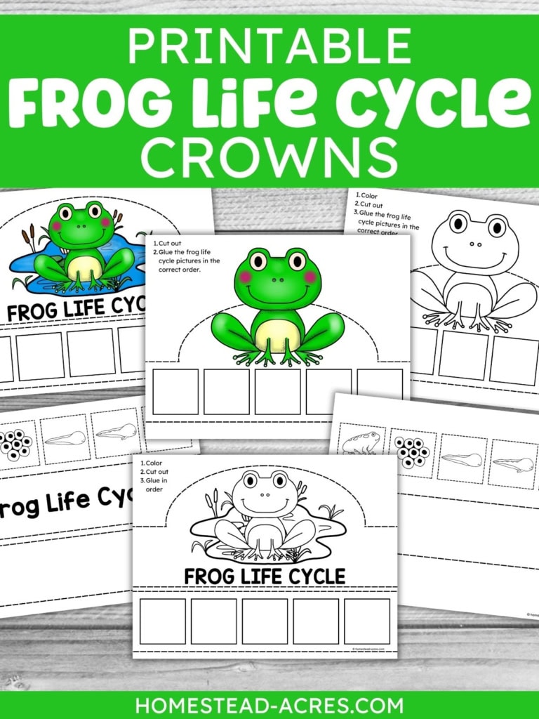 Printable frog life cycle crowns shown in color and black and white versions with frog illustrations and spaces for children to arrange life cycle pictures in order. Text reads "PRINTABLE FROG LIFE CYCLE CROWNS". "FROG LIFE CYCLE".