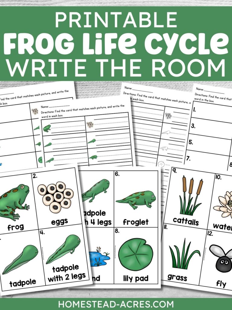 Printable frog life cycle write the room activity with recording worksheets and vocabulary cards for frog. eggs. tadpole. tadpole with 2 legs. tadpole with 4 legs. froglet. pond. lily pad. cattails. water lily. grass. and fly. Text reads "PRINTABLE FROG LIFE CYCLE WRITE THE ROOM".