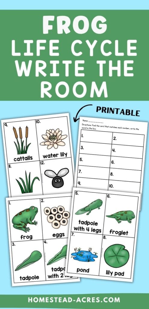 Printable frog life cycle write the room activity with recording sheets and vocabulary cards for frog, eggs, tadpole, tadpole with 2 legs, tadpole with 4 legs, froglet, pond, lily pad, cattails, and water lily. Text reads "FROG LIFE CYCLE WRITE THE ROOM" and "PRINTABLE".