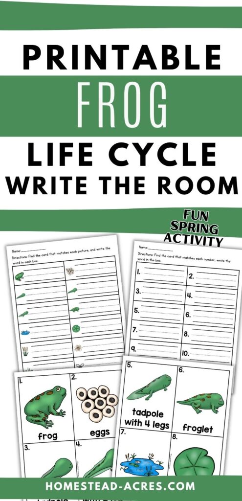 Printable frog life cycle write the room activity with recording worksheets and vocabulary cards for frog, eggs, tadpole, tadpole with 4 legs, froglet, pond, and lily pad. Text reads "PRINTABLE FROG LIFE CYCLE WRITE THE ROOM" and "FUN SPRING ACTIVITY".