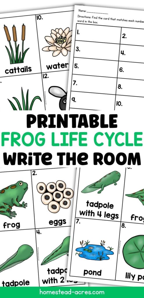 Printable frog life cycle write the room activity with matching worksheets and vocabulary cards showing frog, eggs, tadpole, tadpole with 2 legs, tadpole with 4 legs, froglet, pond, lily pad, cattails, and water lily. Text reads "PRINTABLE FROG LIFE CYCLE WRITE THE ROOM".