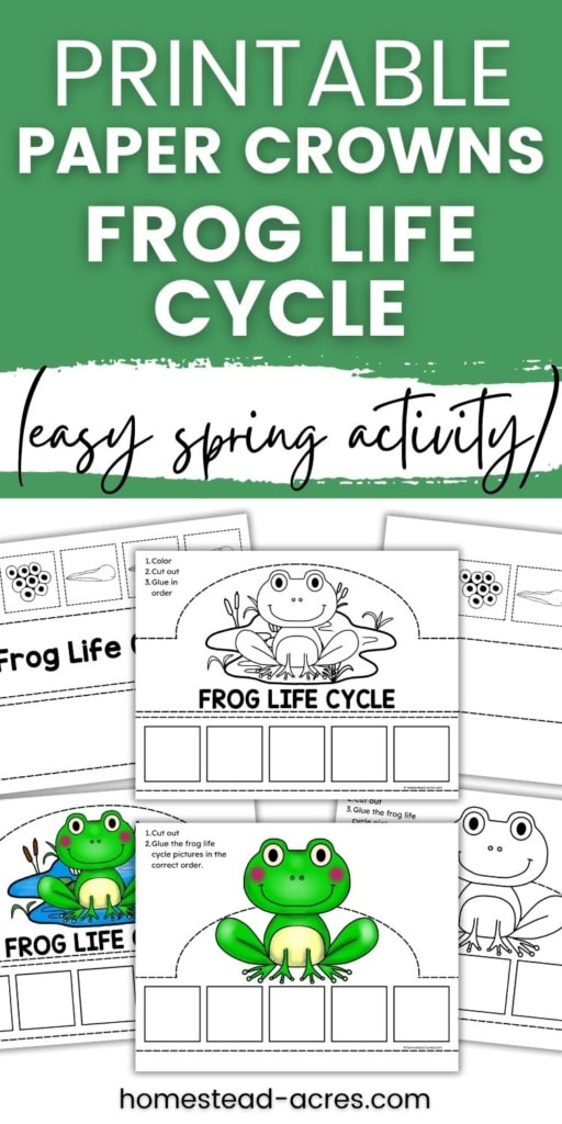 Printable frog life cycle paper crown activity shown in color and black and white versions with frog illustrations and spaces for children to arrange the life cycle stages. Text reads "PRINTABLE PAPER CROWNS FROG LIFE CYCLE". "easy spring activity".