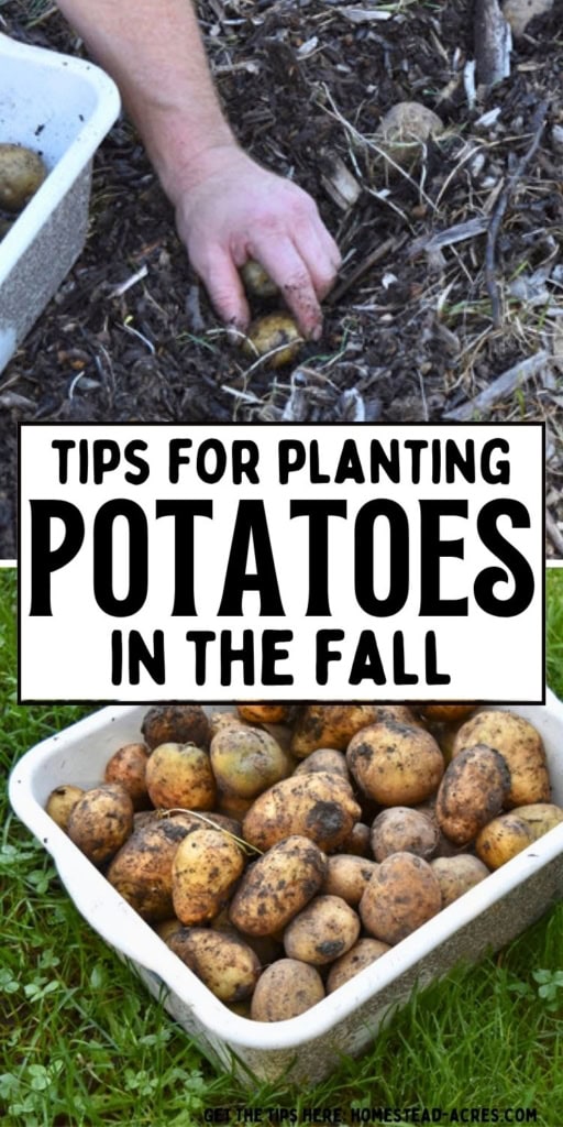 A hand places a potato into a mulched garden bed while a bin of soil covered potatoes sits nearby ready for planting. Title text reads "TIPS FOR PLANTING POTATOES IN THE FALL".