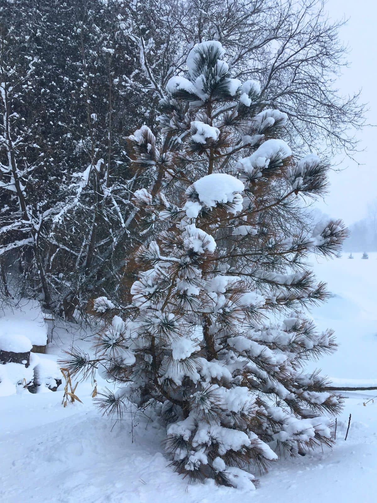 Snow covered pine tree stands in deep snow at the edge of a wooded area with a pale winter sky and snowy field in the background. A cold outdoor scene that fits a guide about ways to stay warm in the winter without turning up the heat.