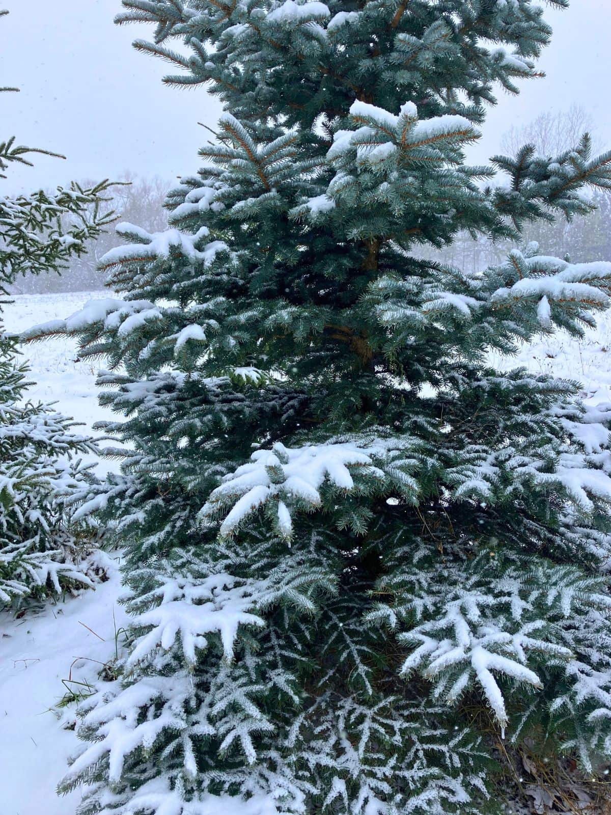 Snow covered evergreen tree stands in a quiet winter landscape with more snowy trees fading into the background. A cold outdoor scene that fits a guide about ways to stay warm in the winter without turning up the heat.