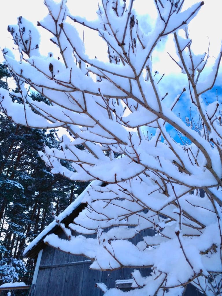 Snow covered bare branches stretch across a bright winter sky above a small shed surrounded by evergreens. A cold snowy scene illustrating ways to stay warm in the winter without turning up the heat.