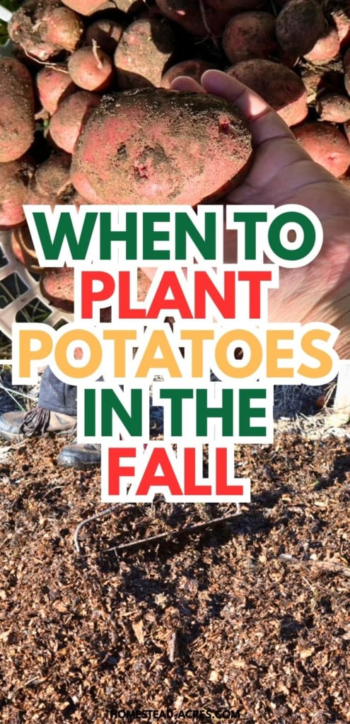 A hand holds a soil covered red potato above a garden bed while more potatoes sit nearby ready for planting. Title text reads "WHEN TO PLANT POTATOES IN THE FALL".